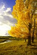 Beautiful Trees