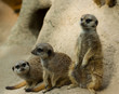 Animales del zoo