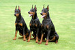 three dobermans
