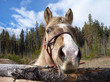 Horse Head