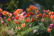 Tulipes