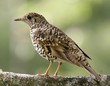 Scaly Thrush
