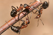 Ants