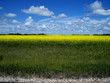 Prairie Canola
