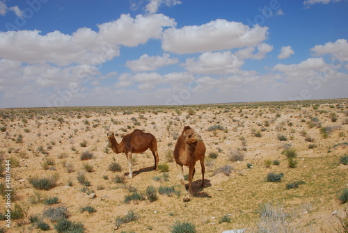 Photo: 2 chameaux dans le sahara 2 chameaux dans le sahara