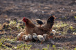 Gallina con pulcini un mattino di primavera Gallina con pulcini un mattino di primavera