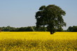 Rapsfeld mit Baum