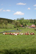 vaches