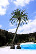 Palm rocks and cactus in Jameos del Aqua on Lanzarote