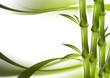 bamboo and abstract background green curves bamboo and abstract background green curves