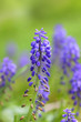 Nepeta Walkers Low