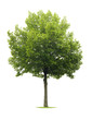 Linden Tree