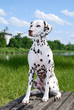 Hund schaut