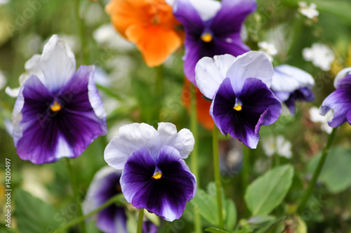Photo: Gartensblumen Gartensblumen