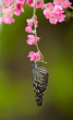 Upsidedown Tiger Butterfly Feeding on Pink Flowers