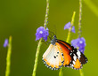Butterfly Feeding on Blue Flowers