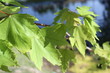 leaves