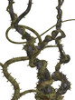 Image : CLIMBING VINES WITH THORNES
