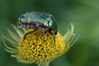 Rosenkäfer auf Blume