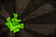 green ivy on brown grunge background