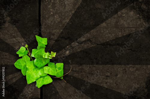 Photo: green ivy on brown grunge background green ivy on brown grunge background
