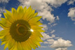 Sonnenblume
