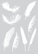 eight white feathers