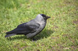 raven