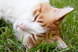 bobo dorme