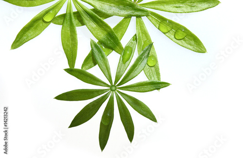 Photo: Sweet Woodruff Foliage Sweet Woodruff Foliage
