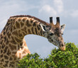 giraffe giraffe