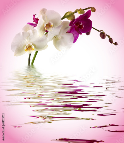 Orchid