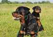 rottweiler et son chiot rottweiler et son chiot