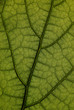 Feuille