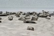 Seehunde Seehunde