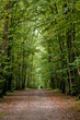chemin en forêt