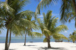 Foto: palms palms