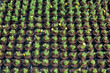 nursery of flowers