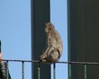 Barbary Ape in Gibraltar sitting on railing Barbary Ape in Gibraltar sitting on railing