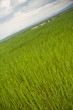 Tilted wheat field