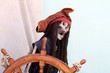 Photo: pirate pirate