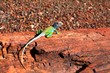 Photo: Collared Lizard Collared Lizard