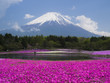 富士山と芝桜