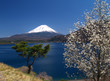富士山と辛夷