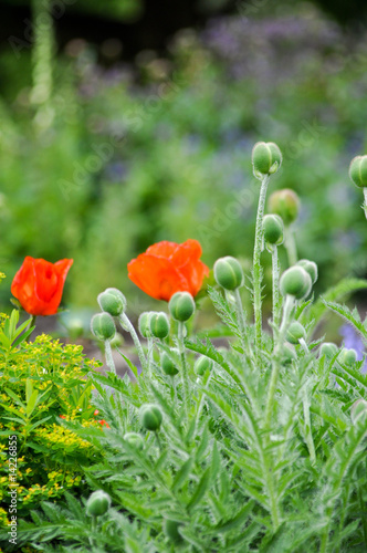 Photo: Rote Mohnblumen auf der Wiese Rote Mohnblumen auf der Wiese