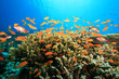 Lyretail Anthias and Acropora Coral