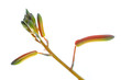 Aloe aristata flower Aloe aristata flower