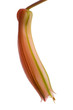 Aloe aristata flower Aloe aristata flower