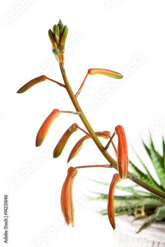 Aloe aristata flower Aloe aristata flower