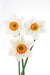 Narcissuses Narcissuses
